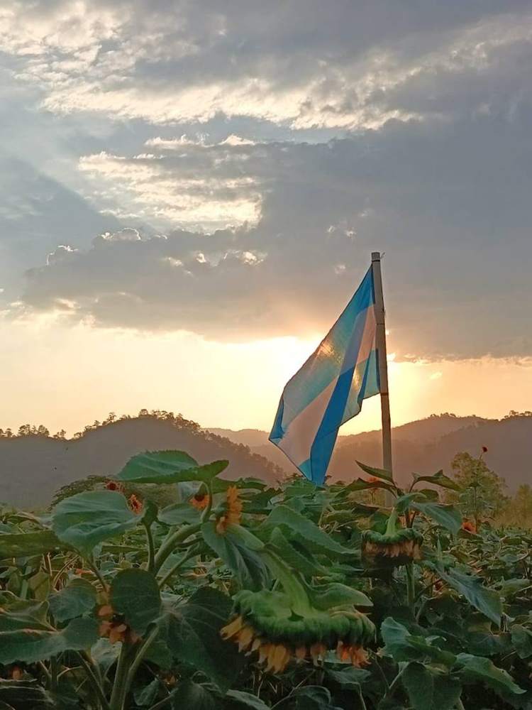 Honduran flag over a sunflower field in Copán
